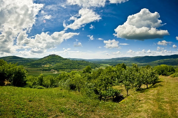 Motovun lasu, Chorwacja