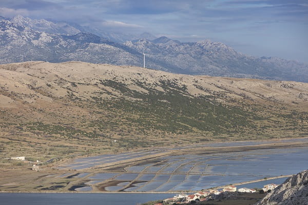 solniczka na wyspie Pag, Chorwacja